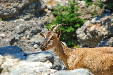 IMBROS GORGE wandeltocht vanuit CHANIA