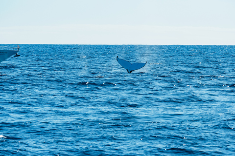 Excursión de 2,5 horas de avistamiento de ballenas Spirit of Gold Coast