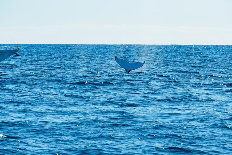 Excursión de 2,5 horas de avistamiento de ballenas Spirit of Gold Coast