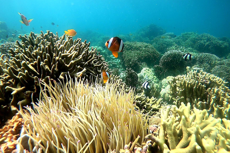 Cebu: Walvishaaien kijken, Kawasan watervallen en snorkelen