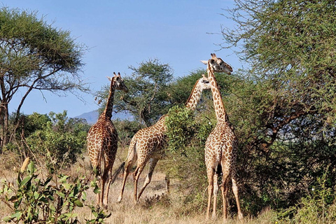 Nairobi: Half Day guided tour to Nairobi National Park
