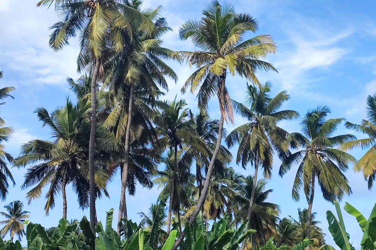 Santiago: Visit the largest banana and coconut plantation & botanical garden From the Beach: Visit a Banana and Coconut Plantation & Botanical Garden with Tastings