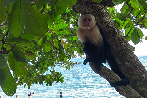 De San José al Parque Nacional Manuel Antonio Tour guiado