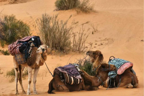From Djerba: Douz, Matmata Star Wars Sites & local market
