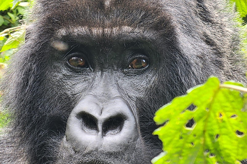 1 Day gorilla trekking safari tour, volcanoes national park.