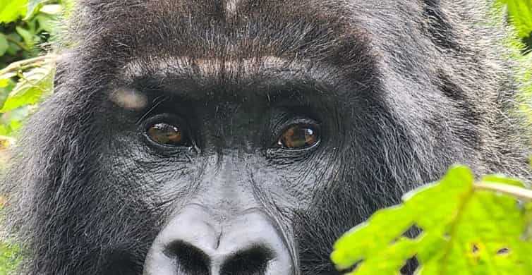 ゴリラの春1 楽天市場】ゴリラの親子 42601 動物フィギュア Wild Life シュライヒ