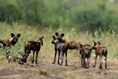 From Addis Ababa: 4-Day Nech Sar N P & Lake Chamo Safari