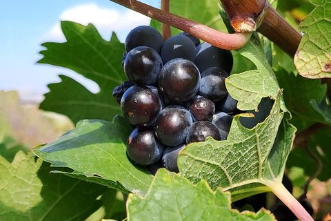 Crète : Visite de 2 vignobles avec dégustation de vin, huile d'olive et déjeuner