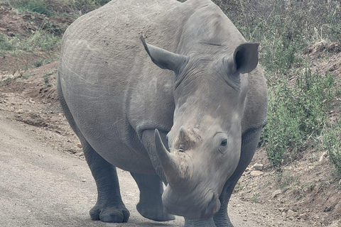 Golden Hour Safari: Afternoon Game Drive in Nairobi park National Park, Elephant Orphanage & Giraffe Private- Van