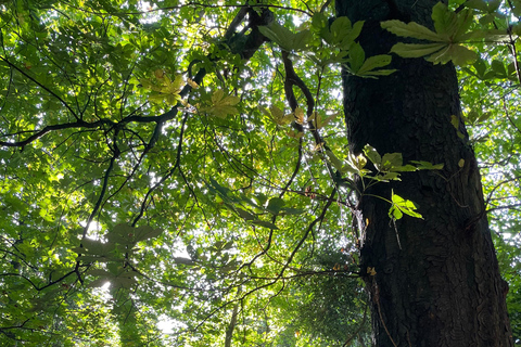 Belfast: Sir Thomas & Lady Dixon Park Walk & Alfresco Picnic