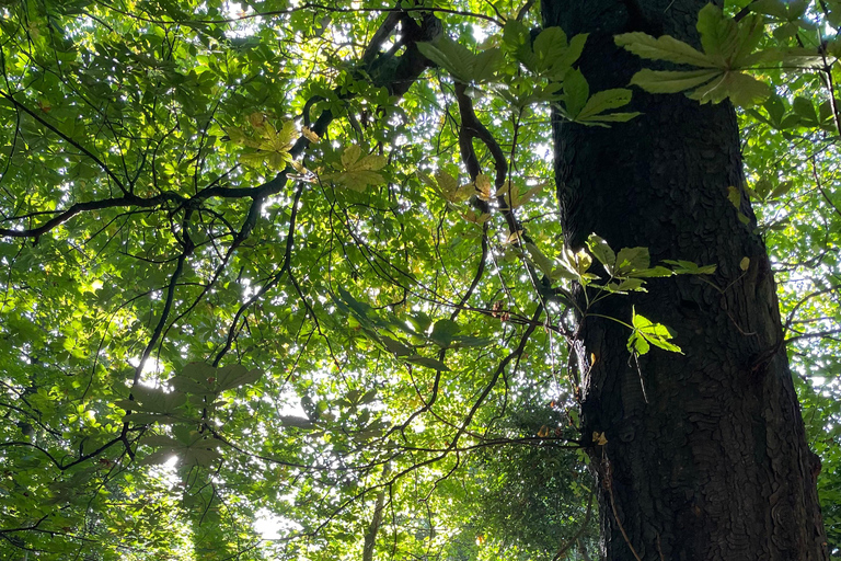 Belfast: Sir Thomas & Lady Dixon Park Walk & Alfresco Picnic