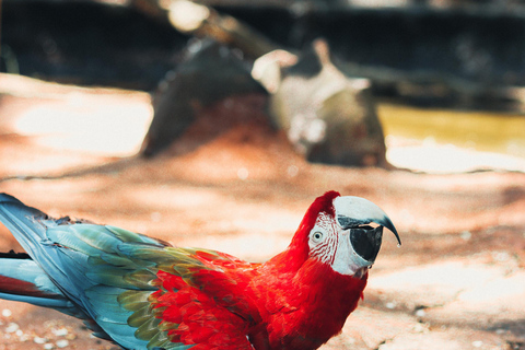 Iguassu Falls Waters Meditation: Nature Meets Tranquility