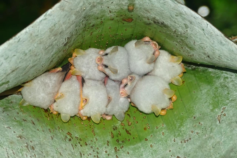 Rainforest Combo : Chocolate, Sloth & Nature