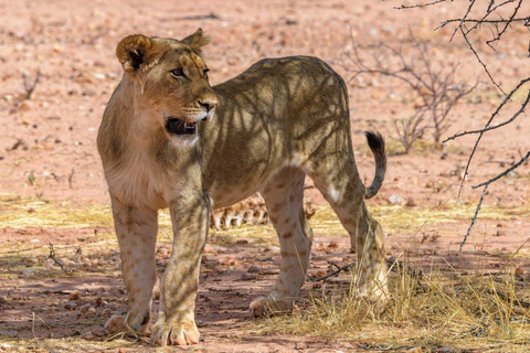 Mikumi nationaal park dagtrip vanuit Zanzibar