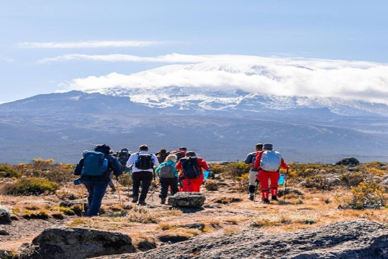 Moshi: 9-Day Kilimanjaro Climb the Lemosho Route