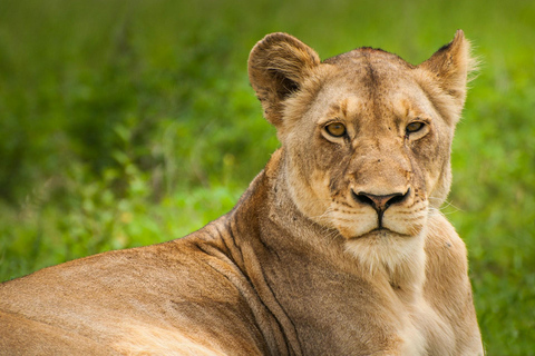 Nairobi: park narodowy, sierociniec dla słoni i centrum żyraf