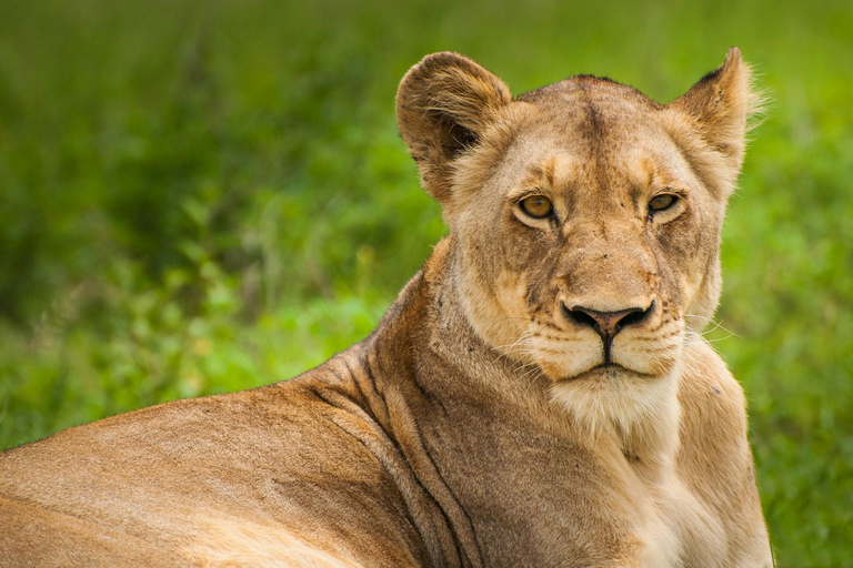 Nairobi: Parque Nacional, Orfanato de Elefantes y Centro de Jirafas