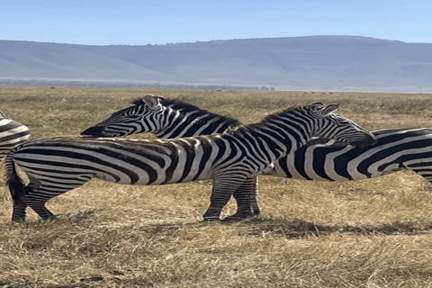 Tanzania: 10-Day Safari with Ngorongoro and Serengeti