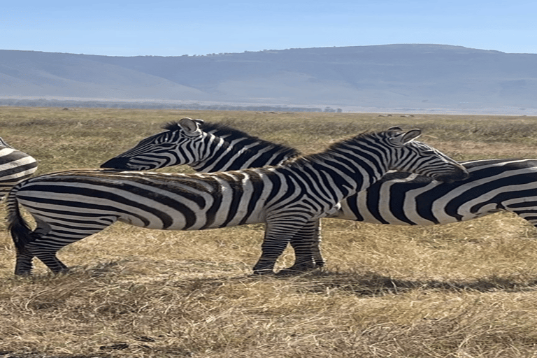 Tanzania: 10-Day Safari with Ngorongoro and Serengeti