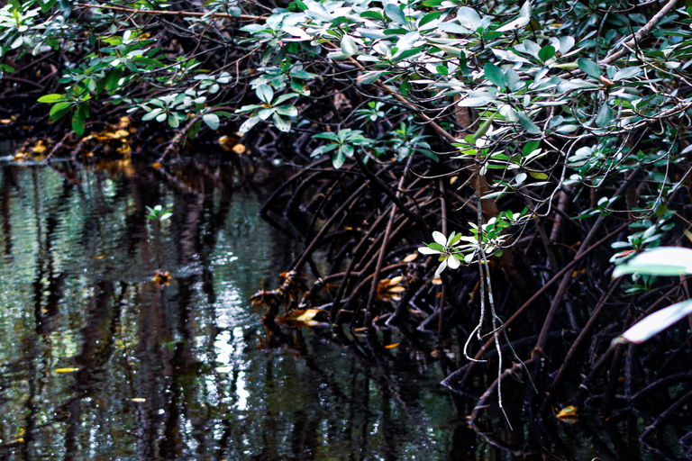 Zanzibar: Jozani Park Tour With Red Colobus Monkeys Stone Town Pickup + Entry Fees