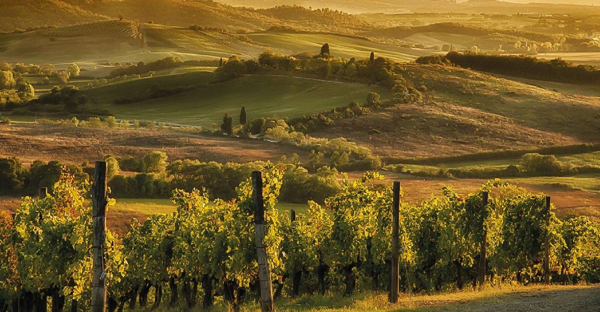 Florence: Chianti Vineyards Tour with Wine Tasting & Dinner photo 11