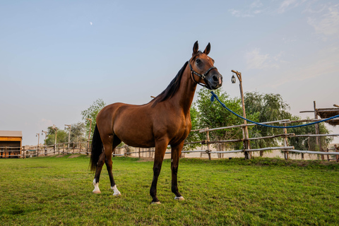 Dubai: Al Marmoom Oasis Horse Riding Experience with Snack 30-Minute Horse Ride with Hotel Pickup and Drop-Off