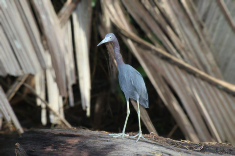 From SanJosé: 3-Day Tortuguero National Park Tour with Meals
