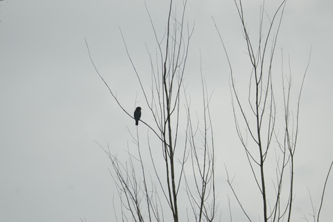 Khaolak: Little Amazon and Wat Khongkha Phimuk (Half Day)