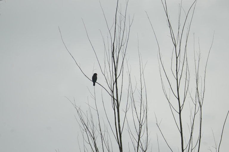 Khaolak: Little Amazon and Wat Khongkha Phimuk (Half Day)