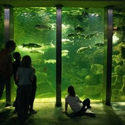 Galway Atlantaquaria: Entry Ticket