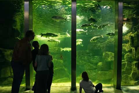 Galway Atlantaquaria: Entry Ticket - Image 3