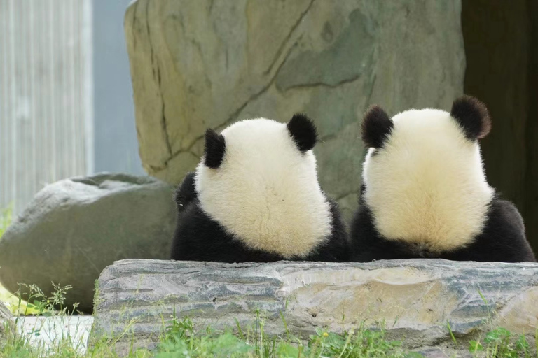 Chengdu: Viagem de 1 dia em Chengdu com o panda gigante e o Buda de LeshanCom o tour privado guiado