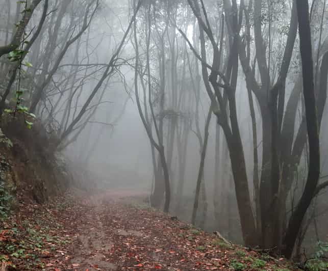 La Gomera: Legends, Myths and Witches Hike