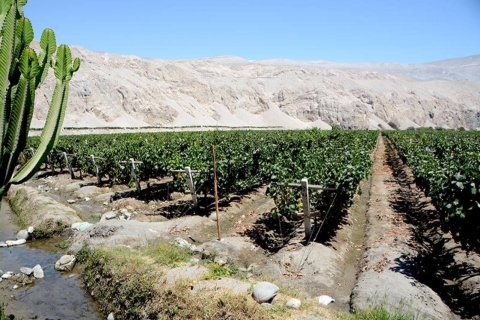 From Arequipa: Pisco and wine tour through the Majes Valley