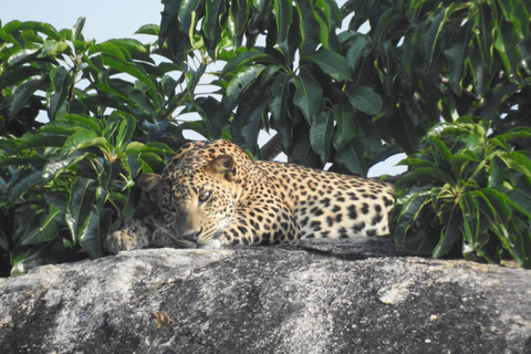 From Ella & Yala Safari and drop Waligama, Mirissa, Tangalle Yala Leopard and Elephants safari Full day