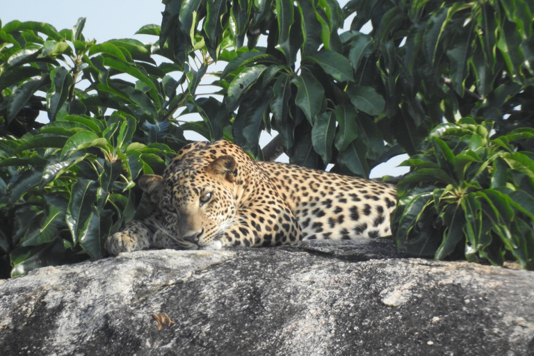 From Ella & Yala Safari and drop Waligama, Mirissa, Tangalle Yala Leopard and Elephants safari Full day