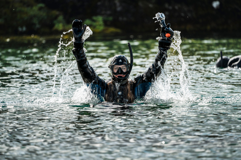 Reykjavik Combo: Horse Riding & Snorkeling in Silfra Fissure