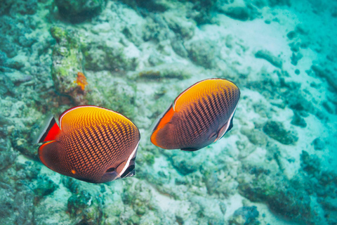 Phuket: Excursión de snorkel a las islas Coral, Racha y Maiton