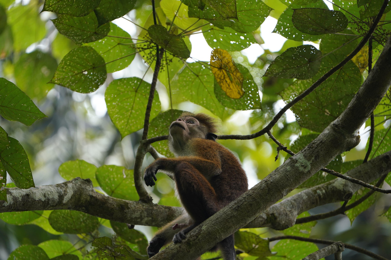 4 Hour Sinharaja Rainforest Tour