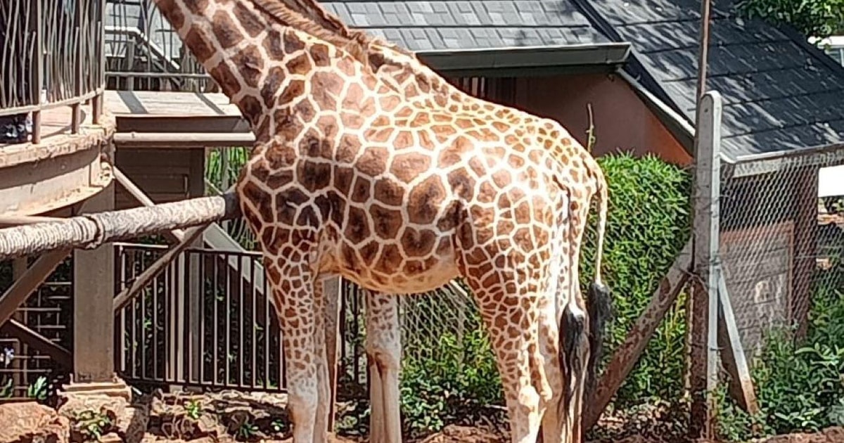 Dagtocht Naar Karen Blixen Giraffencentrum En Bomas Van Kenia