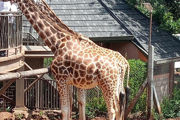 PASSEIO A KAREN BLIXEN, CENTRO DE GIRAFAS E ALMOÇO NO CARNIVORE