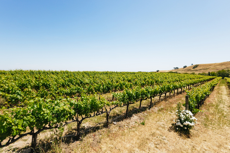 San Francisco: Muir Woods, Napa & Sonoma Valley Wine Tour Shared Tour with Lunch