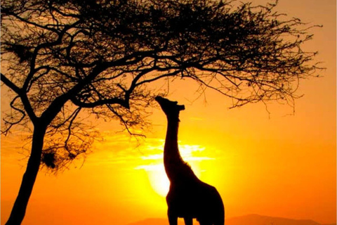 Cape Town: Cape Town Big Five Sunset Safari with Snacks