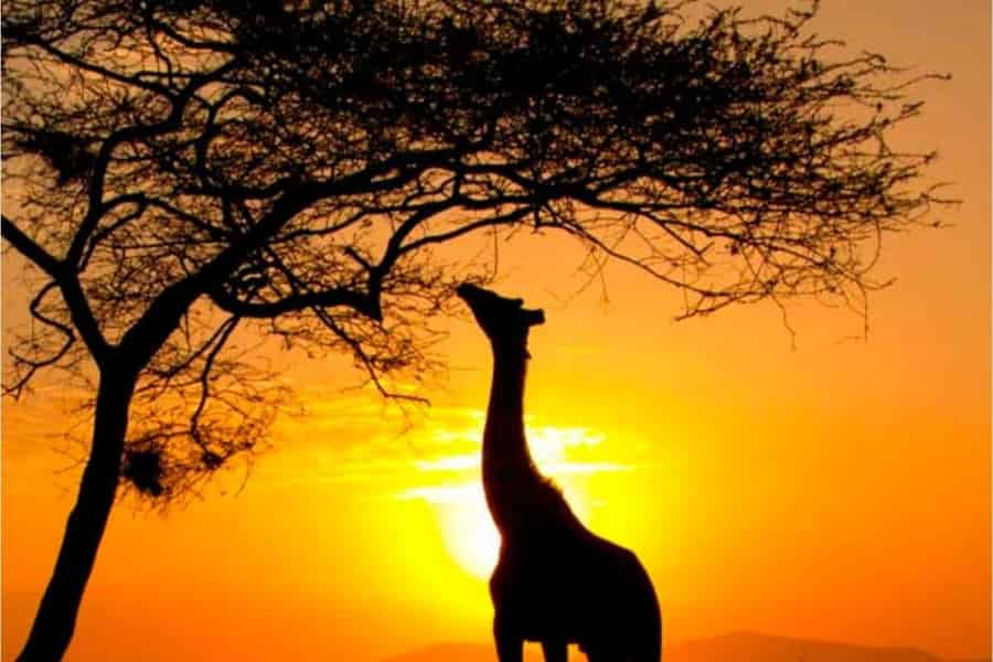 Kapstadt: Aquila Game Reserve Sonnenuntergangssafari mit Snacks. Foto: GetYourGuide Kapstadt: Aquila Game Reserve Sonnenuntergangssafari mit Snacks. Foto: GetYourGuide