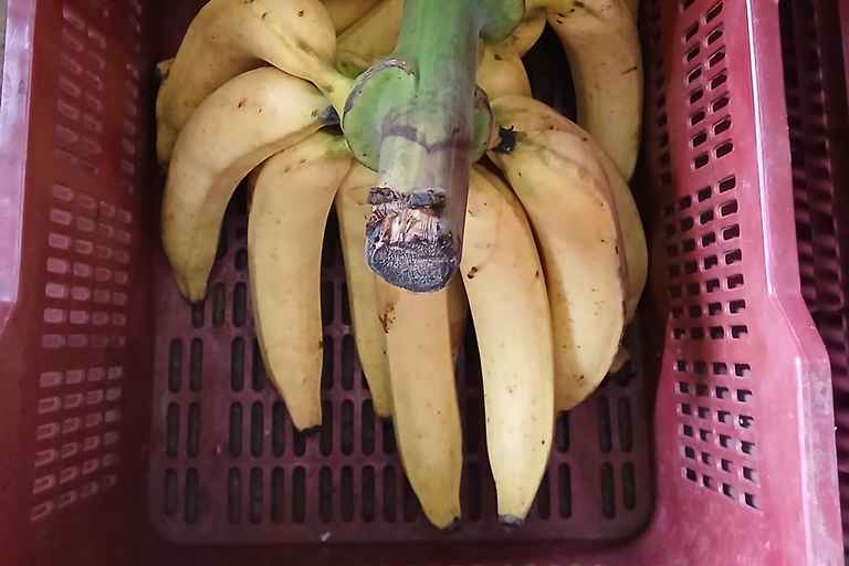 Montezuma: Retiro de bem-estar de 5 dias com refeições e atividadesMontezuma: retiro de bem-estar de 5 dias com refeições e atividades