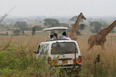 Passeio matinal ou vespertino pelo Parque Nacional de NairobiPasseio de carro pelo Parque Nacional de Nairóbi