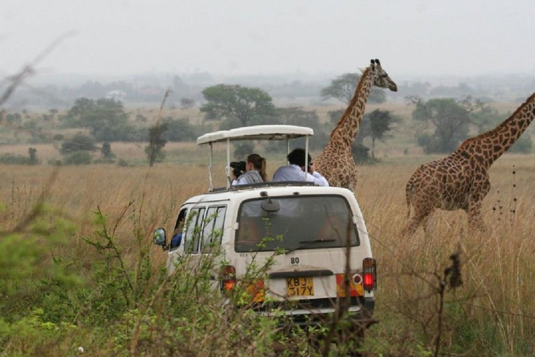 Passeio matinal ou vespertino pelo Parque Nacional de NairobiPasseio de carro pelo Parque Nacional de Nairóbi