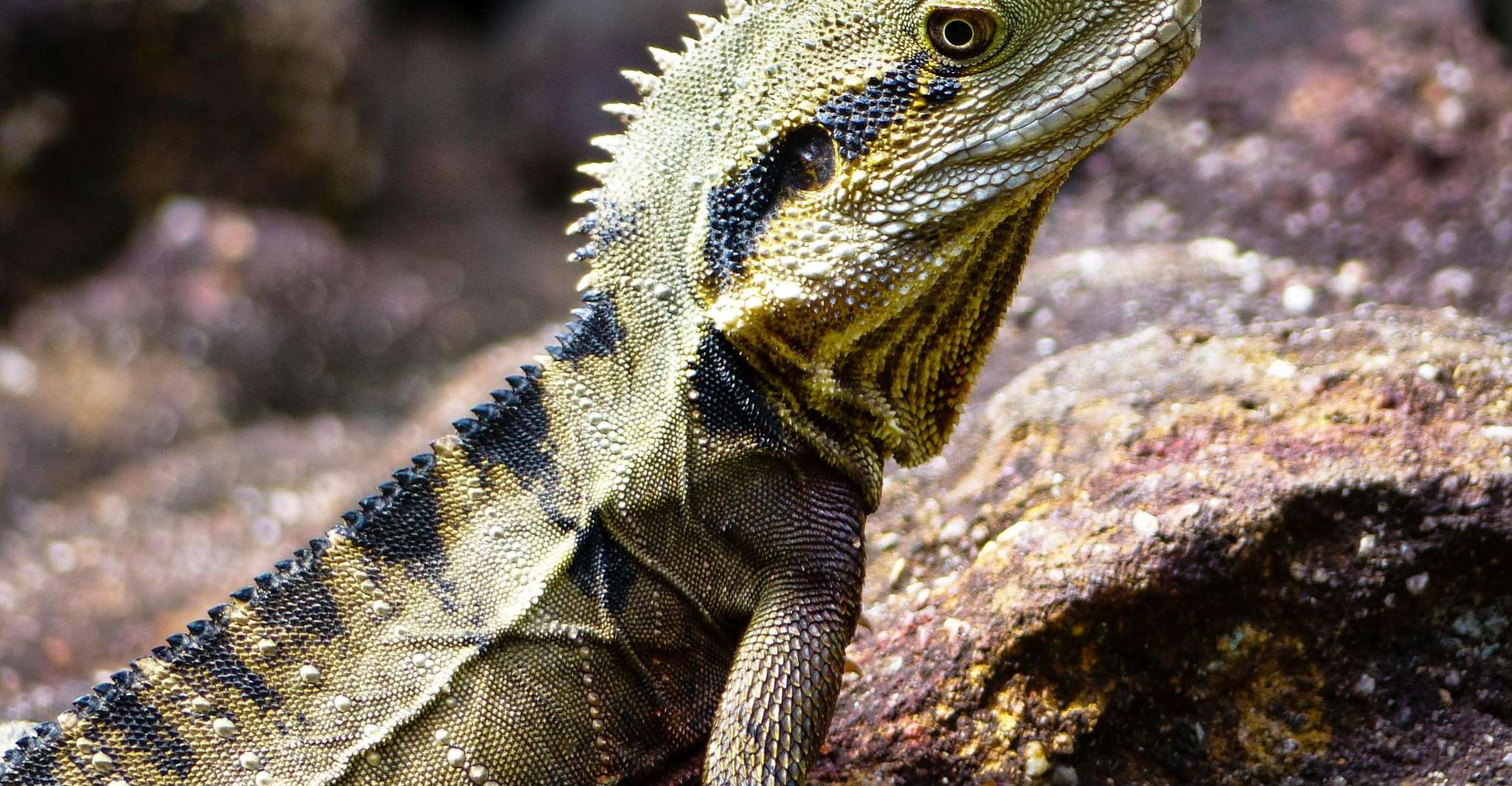 ブリスベン、オーストラリア動物園の転送および入学チケットから - Hizvo