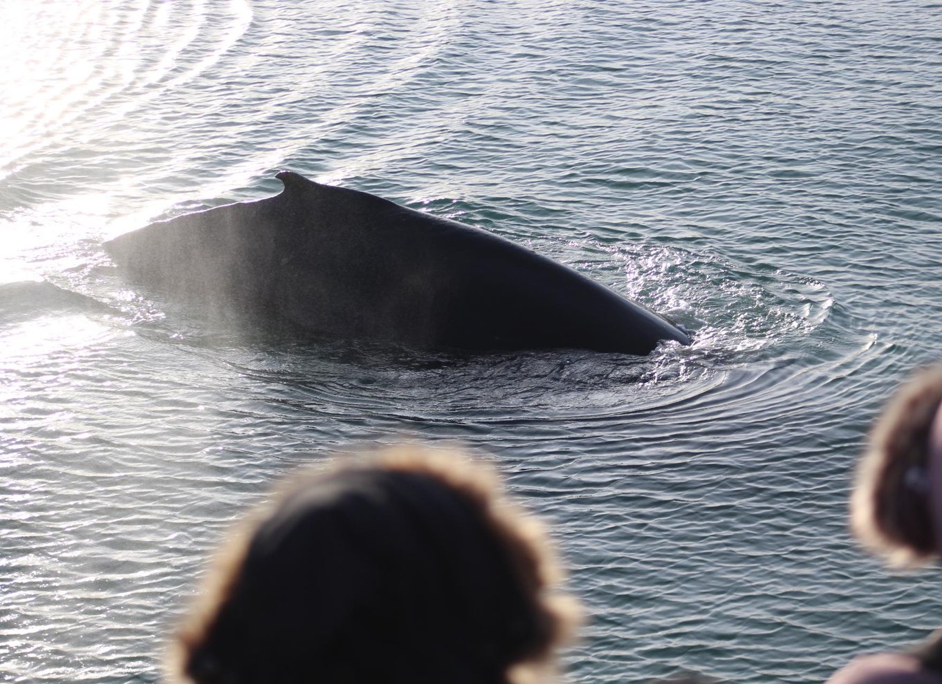 Reykjavik: den originale 3-timers hvalsafari