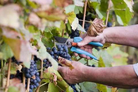 Excursion d'une journée à La Canée pour la récolte de la vigne